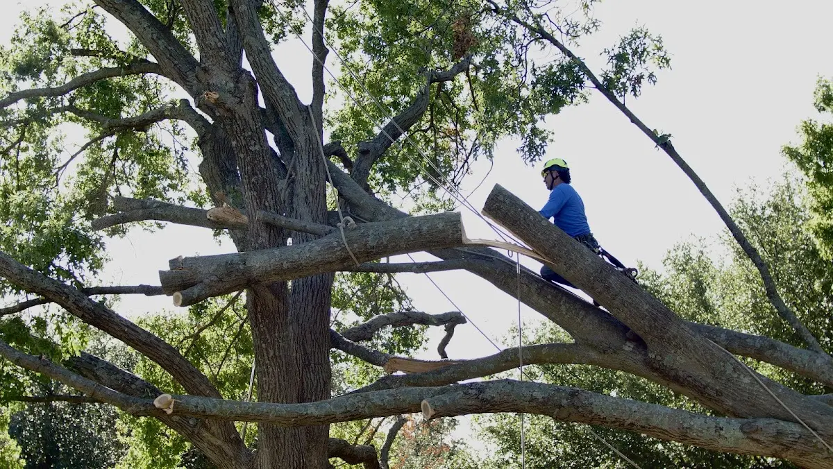 Professional Hazardous Tree Removal performed by certified arborists in Pigeon