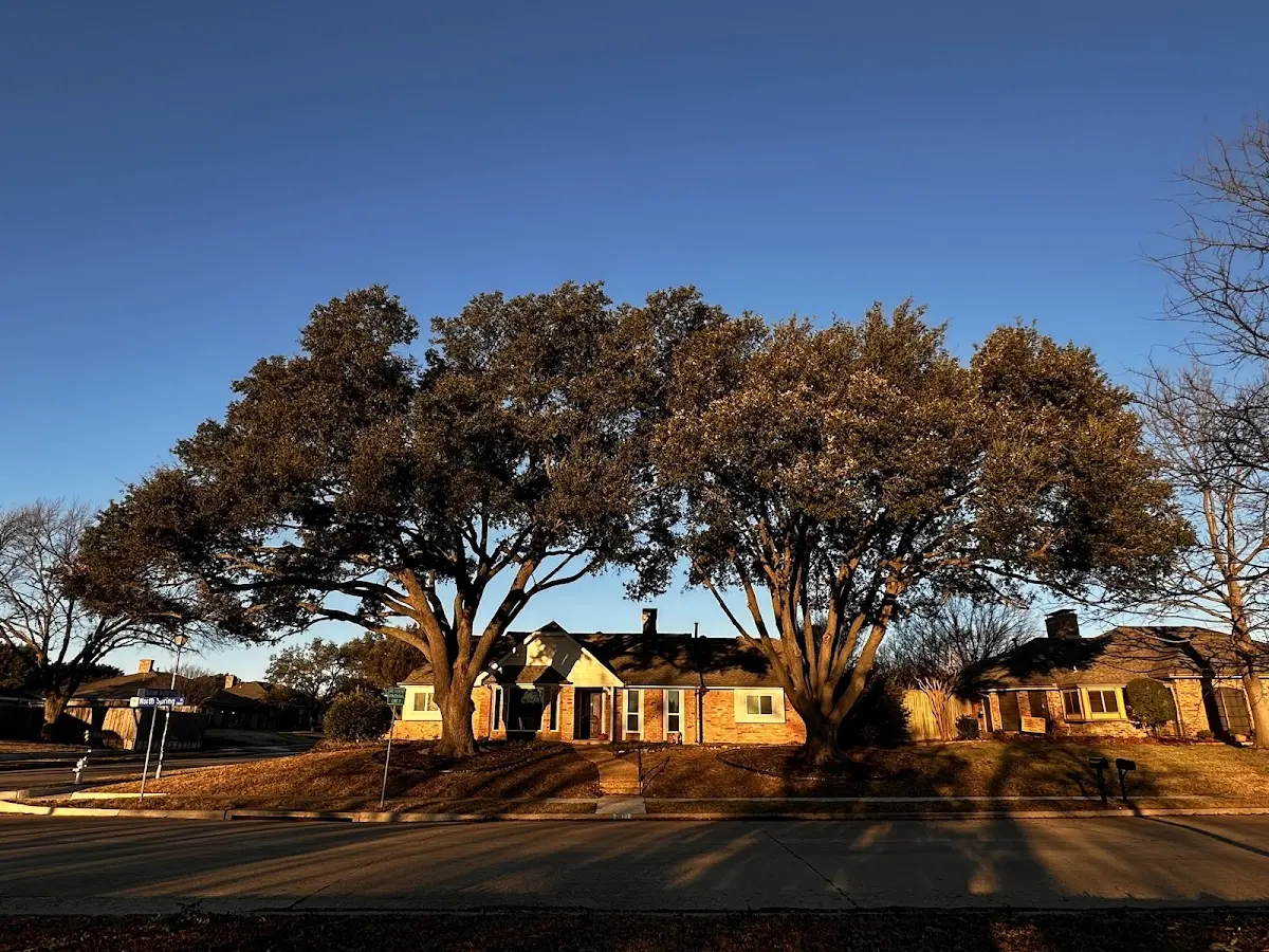 Established residential canopy tree shading a home in Pigeon